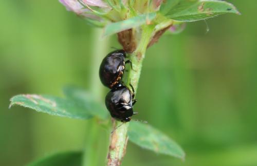 Coptosoma scutellatum